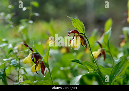 Nahaufnahme von Cypripedium Calceolus, Frauenschuh Orchideen, Oberpfalz, Bayern, Deutschland Stockfoto