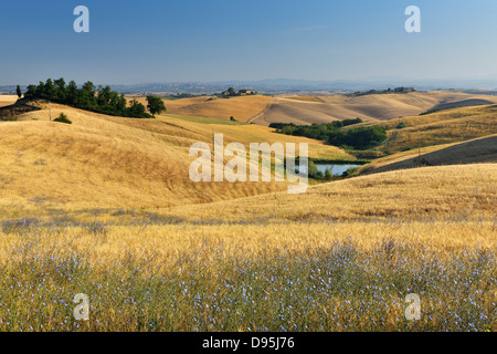 Toskana im Sommer Monteroni d ' Arbia, Provinz Siena, Toskana, Italien Stockfoto