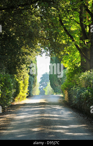 Ländliche Straße mit Bäumen im Sommer Monteroni d ' Arbia, Provinz Siena, Toskana, Italien Stockfoto