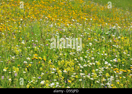 Alpine Blumenwiese im Frühling, Arabba, Passo Pordoi, Provinz Belluno, Region Venetien, Dolomiten, Italien Stockfoto