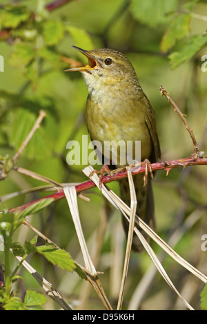 Feldschwirl, Grasshopper Warbler, Locustella Naevia, Feldschwirl, gemeinsame Grasshopper Warbler, gemeinsame Grasshopper Warbler Stockfoto