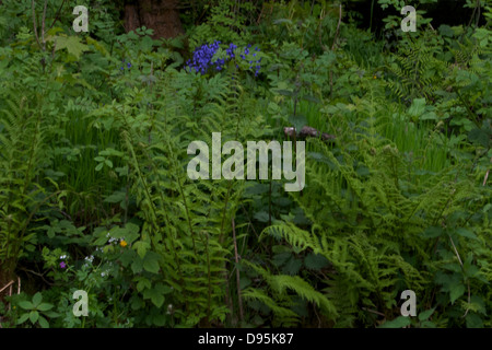 Glockenblumen in einer bewaldeten Umgebung Stockfoto