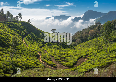 Tee-Plantagen in Munnar, Kerala, Indien Stockfoto