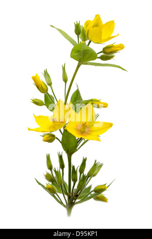 Garten Gilbweiderich Lysimachia Trommler Stockfoto