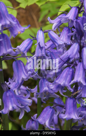 Bluebell Raserei Stockfoto