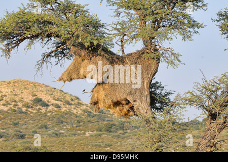 Gesellig Weaver Philetairus Socius großen kommunalen Nest fotografiert in Kgalagadi Nationalpark, Südafrika Stockfoto