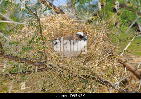 Weißer-browed Spatz Weber Plocepasser Mahali Gebäude Nest fotografiert im Mountain Zebra National Park, Südafrika Stockfoto