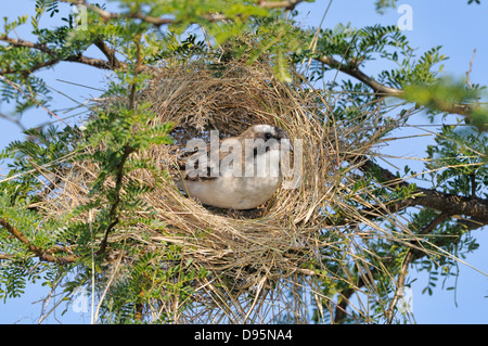 Weißer-browed Spatz Weber Plocepasser Mahali Gebäude Nest fotografiert im Mountain Zebra National Park, Südafrika Stockfoto