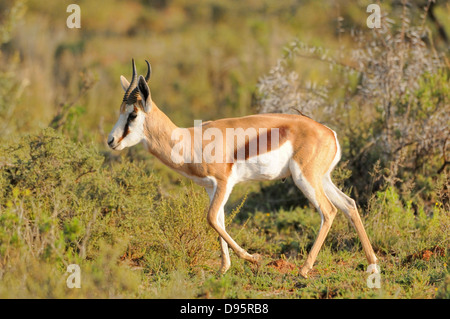 Springbok Antidorcas Marsupialis fotografiert im Etosha Nationalpark, Namibia Stockfoto