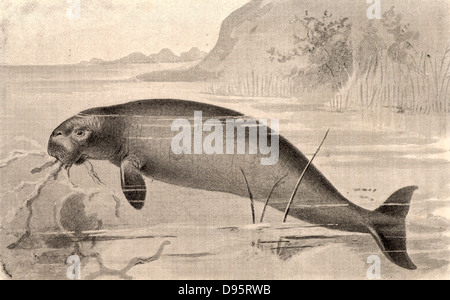 Der Steller Sea-Cow (Hydrodamalis gigas/Rhytina gigas), ausgestorben aquatische Säugetier. Künstlerische Realisierung der riesigen Meer - Kuh entdeckt von Georg Wilhelm Steller 1709-1746) russischen Ornithologen auf dem Dänischen navigator Vitus Bering (Behring) zweite Expedition nach Kamtschatka, 1741. Von "ausgestorben Monster" durch die Rev HN Hutchinson (London, 1893). Stockfoto