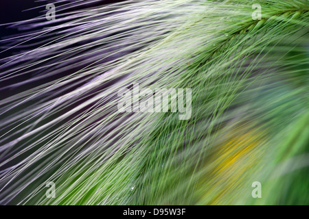 Zusammenfassung Hintergrund aus grünen Pflanzen Stockfoto