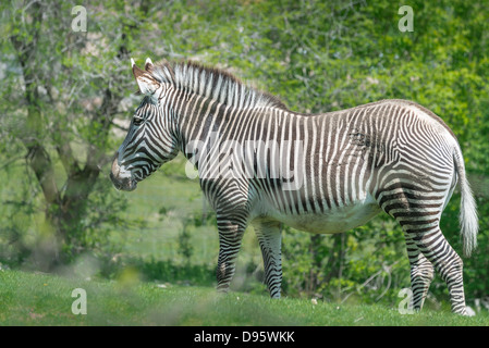 Ein Profilbildnis einer jungen Grevy Zebra. Es verfügt über große Flächen und schmalen vertikalen Streifen. Stockfoto