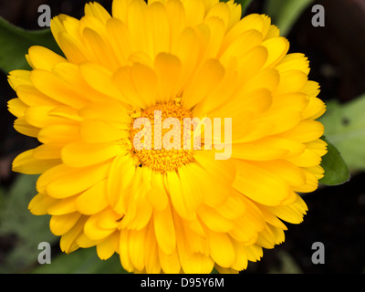 Nahaufnahme der (Calendula) Ringelblumeblume Stockfoto