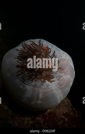 Rosa Anemonenfische (Amphiprion Perideraion) verstecken sich in den Tentakeln einer Anemone, Nudi Falls Tauchplatz, Lembeh Straße, Indonesien Stockfoto