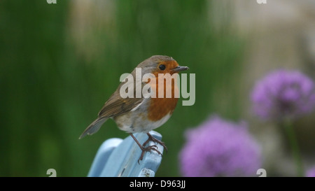 Rotkehlchen in einem Londoner Garten auf einem Sessel Rücken Allium im Hintergrund Stockfoto