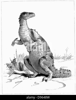 Rekonstruktion von Iguanadon, großen pflanzenfressenden Dinosaurier, skizziert vom Modell auf das Natural History Museum, London. Aus "Der illustrierte London News" (London 1895). Gravur. Stockfoto