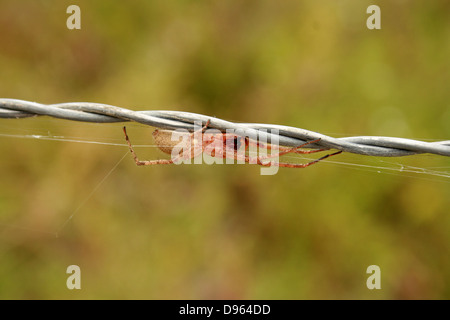 Eine weiße Spinne auf seinen Web neben einem Strang von Stacheldraht in Cotacachi, Ecuador Stockfoto