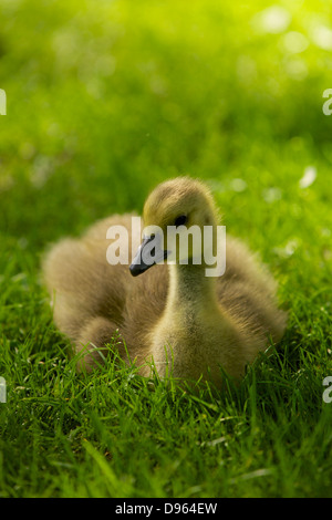 Eine Kanadagans Gosling ruht auf einer Wiese in Bushy Park in Teddington, Middlesex Stockfoto