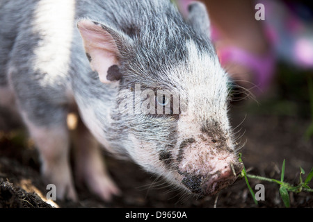 Nahaufnahme eines jungen Pot bellied Schweins Graben in der Erde Stockfoto