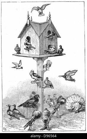 Tauben von Charles Darwin am Haus, in der Nähe von Beckenham, Kent, England, während seiner Arbeit an seiner Theorie der Abstammung. Holzstich, 1887. Stockfoto