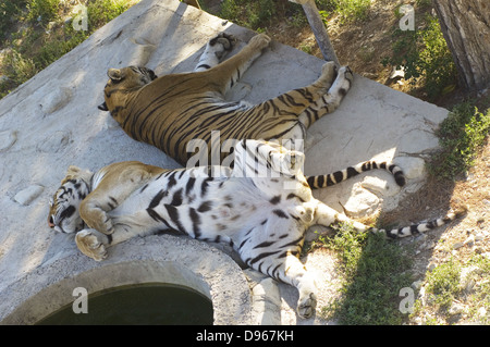 asiatischen Tiger liegend auf Rock und Schlaf Stockfoto