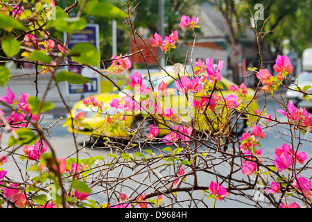 Kirschbaum in Blüte vor einem gelben Auto auf der Straße in Bangkok, Thailand Stockfoto