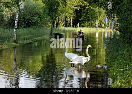 Chiemsee-Flut in der Nähe von Juni 2013, Schwan Familie auf einer überfluteten Straße (Cygnus Olor), Harras Prien, Chiemsee Chiemgau, obere Bayern Deutschland Europa Stockfoto