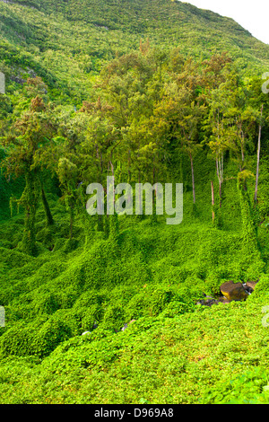 Tropische Vegetation wachsen in den Cirque de Salazie Caldera auf der französischen Insel La Réunion im Indischen Ozean. Stockfoto