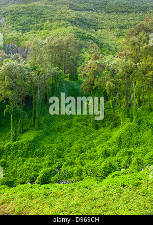 Tropische Vegetation wachsen in den Cirque de Salazie Caldera auf der französischen Insel La Réunion im Indischen Ozean. Stockfoto