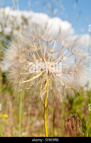 Catsear "falscher Löwenzahn" Uhr Stockfoto