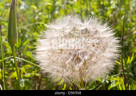 Catsear "falscher Löwenzahn" Uhr Stockfoto