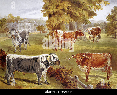 Longhorn Rinder von Sir John Harpur-Crewe, Calke Abbey besaß. Robert Bakewell (1725-1795) von Dishley, Leicestershire, Verbesserung der Rasse. Doppelten Zweck, Rindfleisch und Milchprodukte. Chromolithograph 1885. Stockfoto