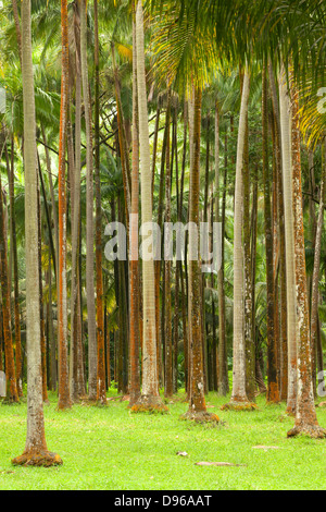 Wald am Anse des Cascades auf der französischen Insel La Réunion im Indischen Ozean. Stockfoto