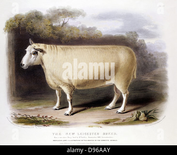 Neue Leicester (Dishley) Ram. Diese Rasse der Schafe durch selektive Zucht Erstellt von Robert Bakewell (1725-1795) auf seiner Farm in Dishley, Leicestershire. Handcolorierte Lithographie 1842 Stockfoto