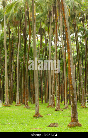 Wald am Anse des Cascades auf der französischen Insel La Réunion im Indischen Ozean. Stockfoto