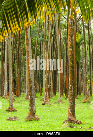 Wald am Anse des Cascades auf der französischen Insel La Réunion im Indischen Ozean. Stockfoto