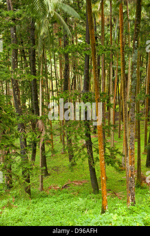 Wald am Anse des Cascades auf der französischen Insel La Réunion im Indischen Ozean. Stockfoto