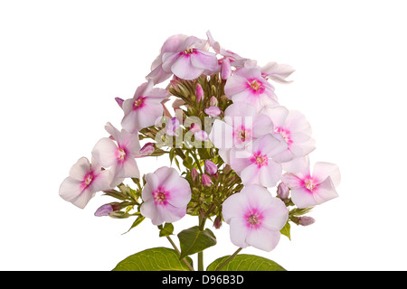 Einen einzelnen Stamm mit vielen weißen und rosa Blüten von Phlox (Phlox Paniculata) und Blätter auf dem weißen Hintergrund isoliert Stockfoto