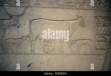 Kuh wird gemolken. Ihr Kalb ist angebunden an ihr Bein. Kalb hinter ihr gehört zu einem anderen Kuh. Detail vom Mittleren Reich (2040-1786 v. Chr.) Sarkophag c Stockfoto