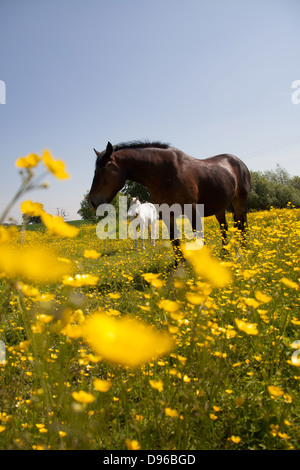 Dorf von Coddington, England. Malerische Frühsommer Blick auf zwei Pferde in einem Feld von Cheshire. Stockfoto