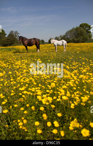 Dorf von Coddington, England. Malerische Frühsommer Blick auf zwei Pferde in einem Feld von Cheshire. Stockfoto