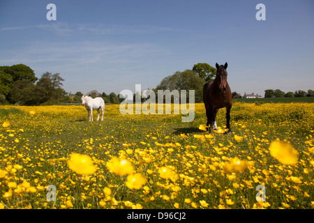 Dorf von Coddington, England. Malerische Frühsommer Blick auf zwei Pferde in einem Feld von Cheshire. Stockfoto