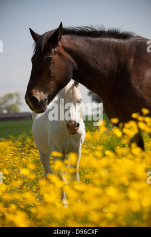 Dorf von Coddington, England. Malerische Frühsommer Blick auf zwei Pferde in einem Feld von Cheshire. Stockfoto