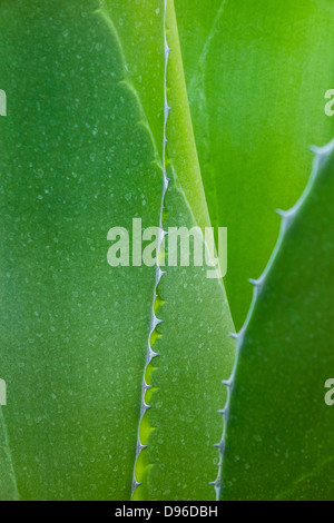 Nahaufnahme der Agave Pflanze mit Dornen an den Rändern des dicken fleischigen Blättern der Pflanze. Stockfoto