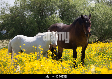 Dorf von Coddington, England. Malerische Frühsommer Blick auf zwei Pferde in einem Feld von Cheshire. Stockfoto