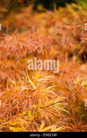 Acer Palmatum "Villa Taranto", Japanische Ahorn im Herbst Stockfoto