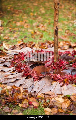 Herbstliche Laub um einen Stock in einem kreisförmigen Muster auf dem Boden angeordnet Stockfoto
