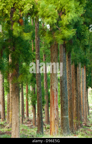 Wald bei BHS Sec in den Cirque de Cilaos Caldera auf der französischen Insel La Réunion im Indischen Ozean. Stockfoto