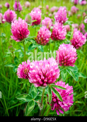 Blumen aus rotem Klee Trifolium Pratense Stockfoto