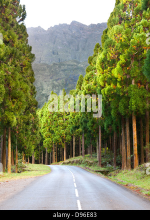 Straße durch den Wald bei BHS Sec in den Cirque de Cilaos Caldera auf der französischen Insel La Réunion im Indischen Ozean. Stockfoto